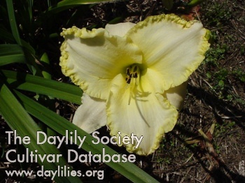 Daylily Admiral's Braid